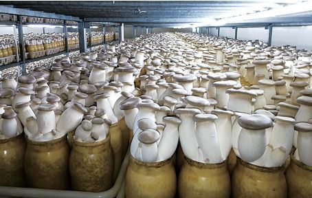 中國食用菌工廠化該如何發展